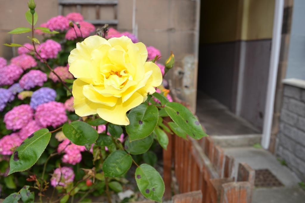 Pitt Street Apartment Beautiful Spacious Apartment Free Parking And Free Sanitizer Edinburgh Exterior photo